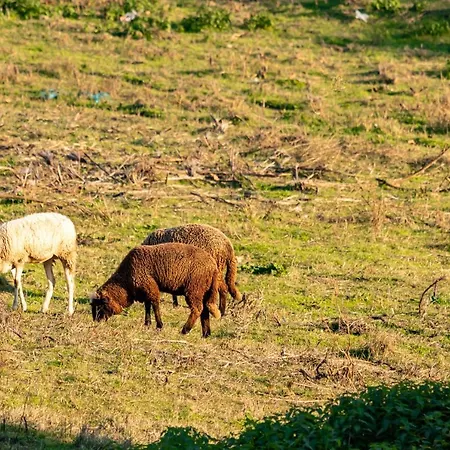 Farm stay Alzira Seia